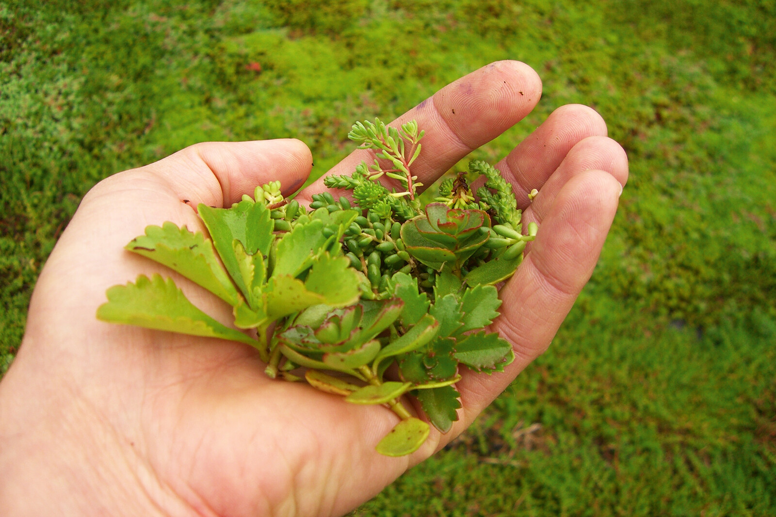Dachbegrünungspaket 400 x 600 cm für Emsland/Wendland
