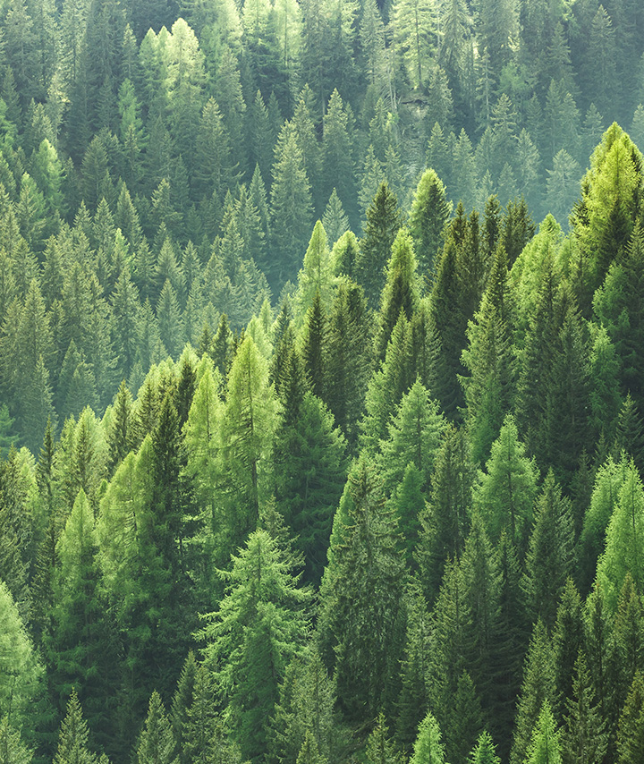 Wald aus der Vogelperspektive