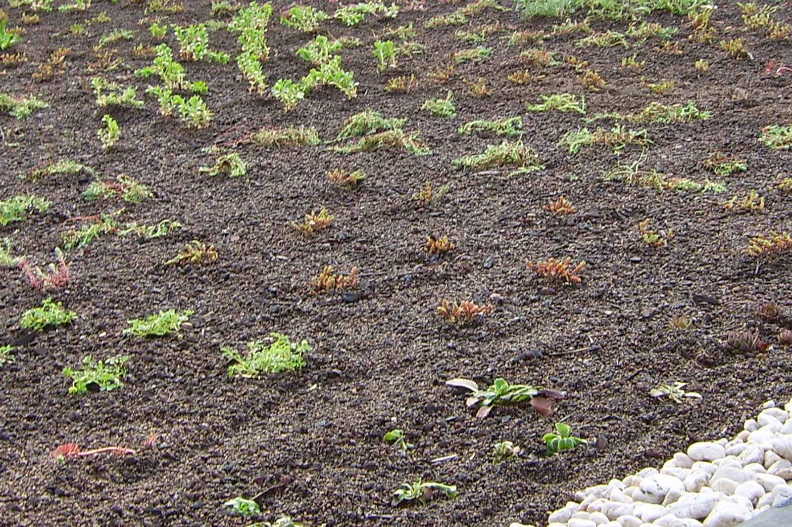 Dachbegrünungspaket 609 x 600 cm für Emsland/Wendland