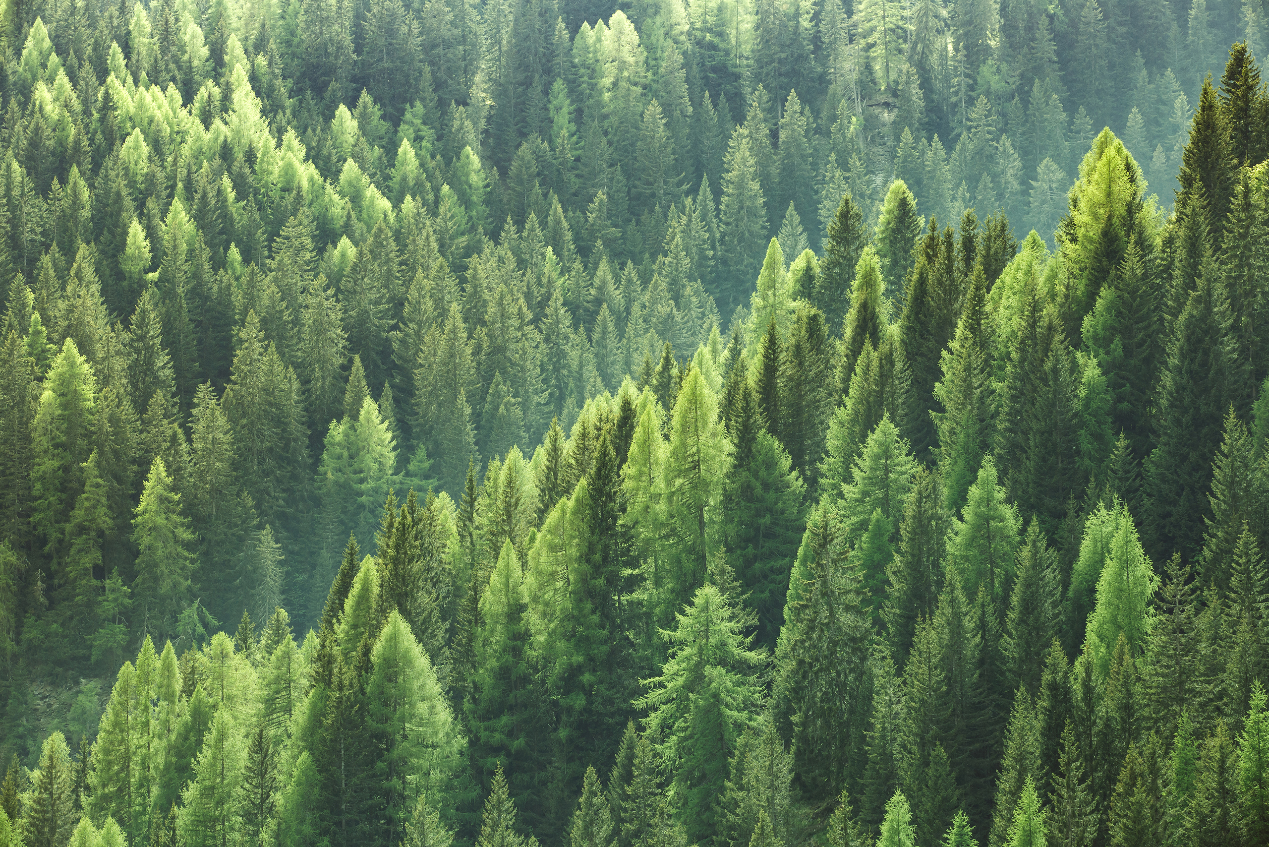 Wald von oben.