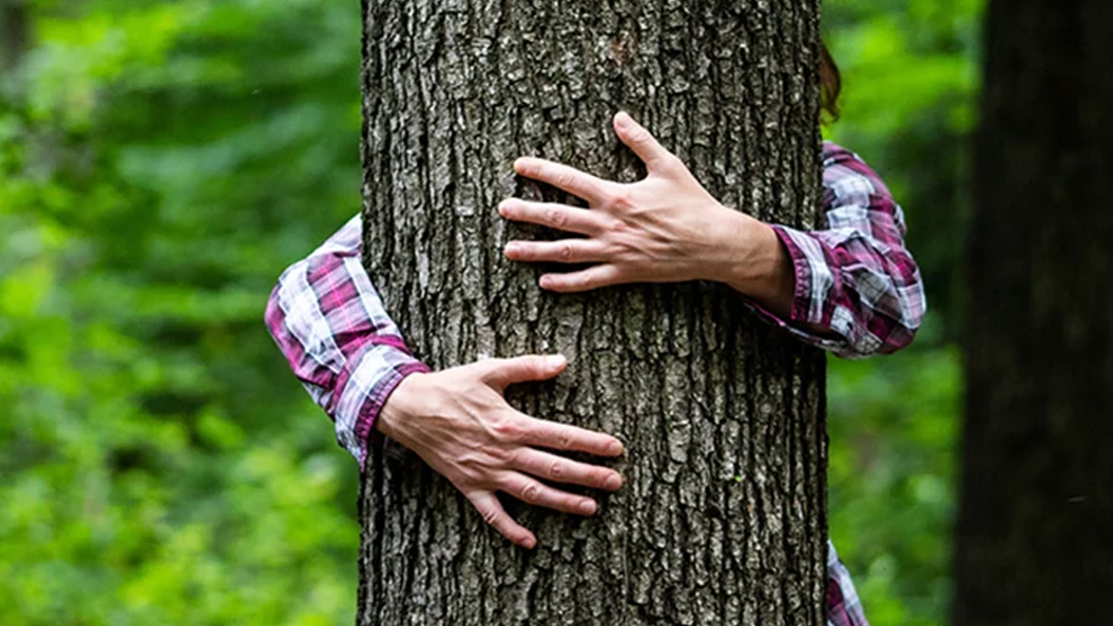 Eine Person umarmt einen Baum