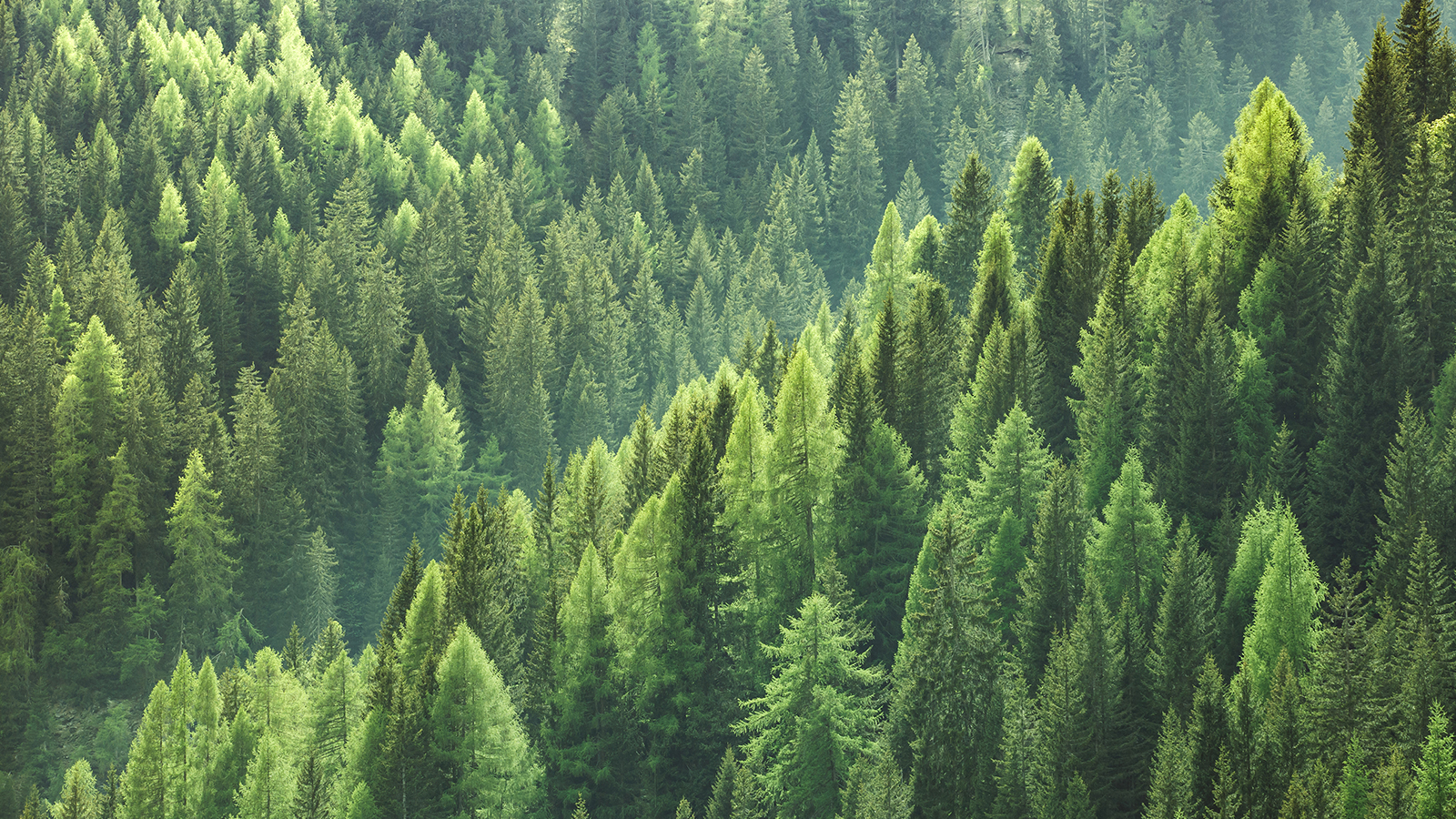 Wald aus der Vogelperspektive